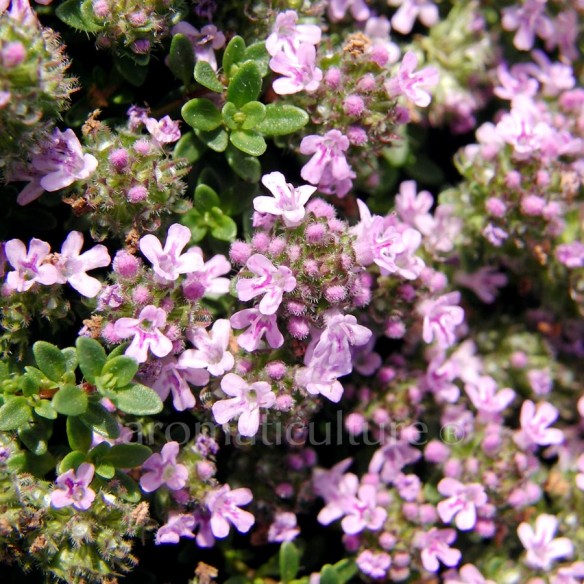 Thymus 'Caborn Lilac Gem' - Thym