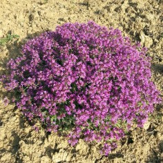 Thymus Coccineus Group - Thym rampant à fleurs fonçées