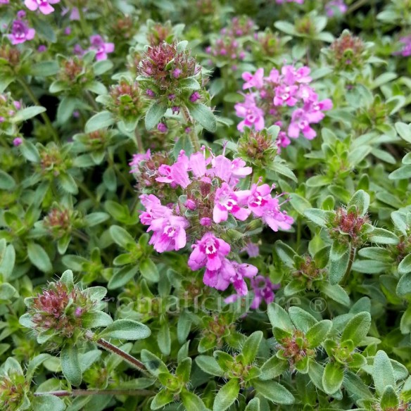 Thymus Coccineus Group - Thym rampant à fleurs fonçées