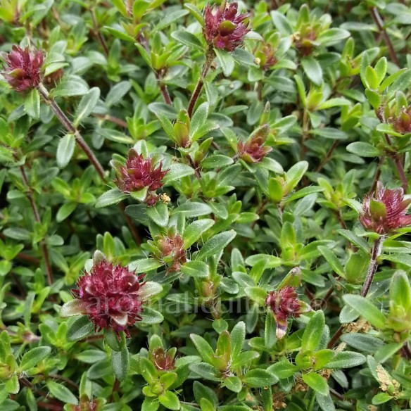 Thymus Coccineus Group - Thym rampant à fleurs fonçées