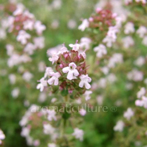 Thymus vulgaris 'Elsbeth' - Thym buissonnant