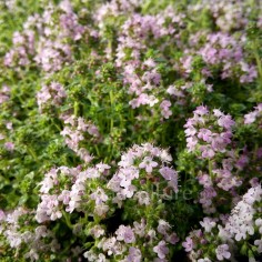 Thymus hirsutus - Thym rampant hirsute