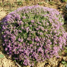 Thymus 'Jürgens Rosenteppich' - Thym rampant compact