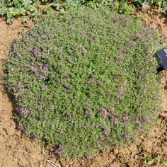 Thymus 'Jürgens Rosenteppich' - Thym rampant compact 2
