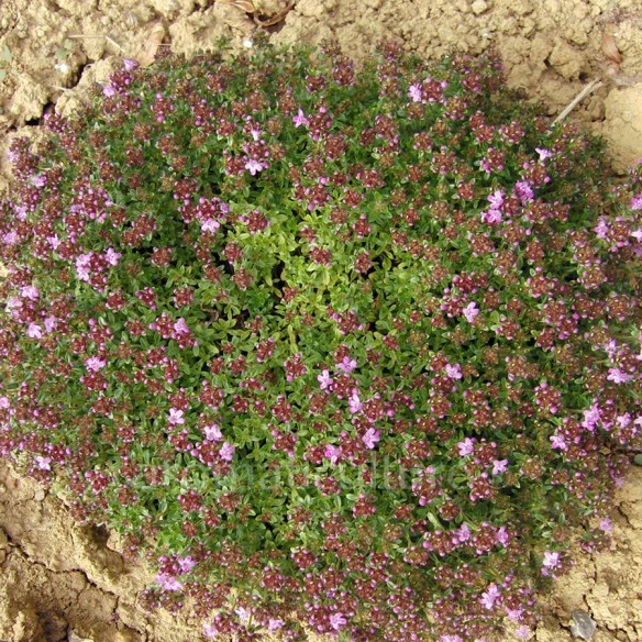 Thymus serpyllum 'East Lodge' - Thym serpolet compact