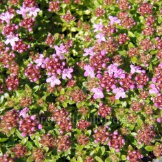 Thymus serpyllum 'East Lodge' - Thym serpolet compact 2