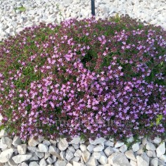 Thymus serpyllum 'East Lodge' - Thym serpolet compact