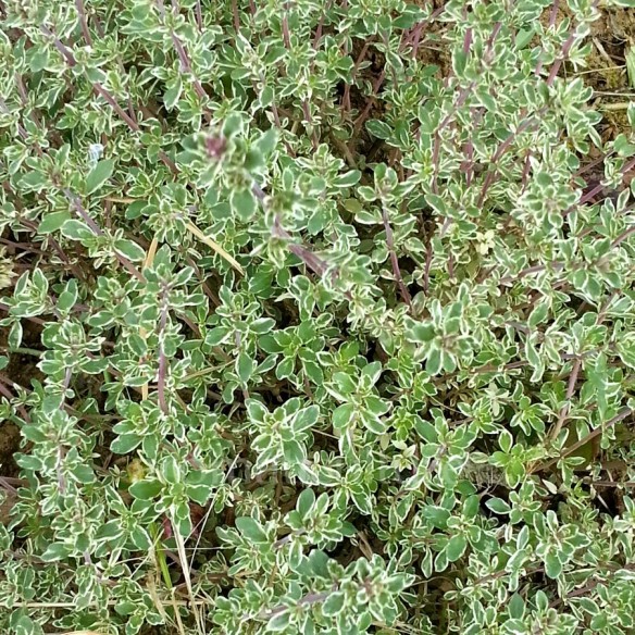 Thymus 'Silver Posie' - Thym panaché buissonnant