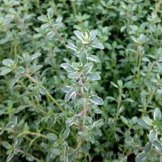Thymus 'Silver Posie' - Thym panaché buissonnant