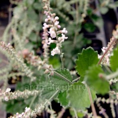 Aloysia chamaedryfolia - Verveine à feuilles de chêne