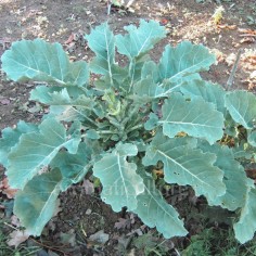Brassica oleracea var. acephala - Chou vivace de Daubenton