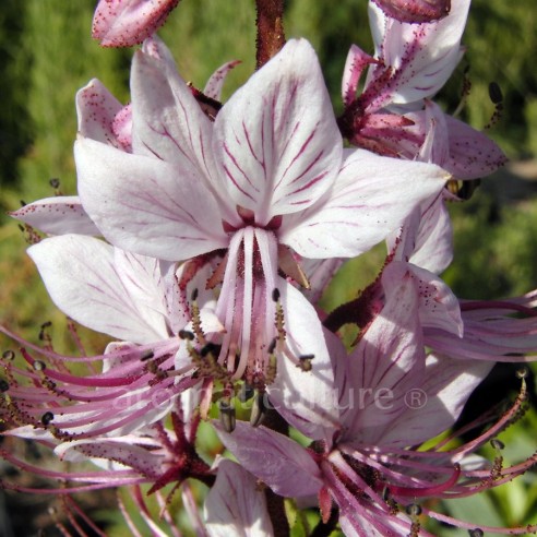 Dictamnus albus - Fraxinelle, Buisson ardent