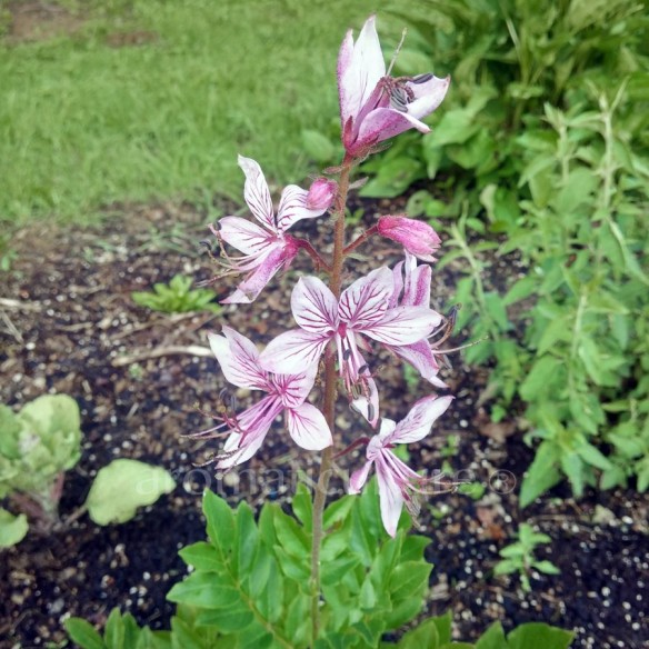Dictamnus albus - Fraxinelle, Buisson ardent