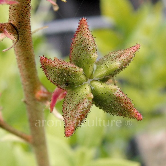 Dictamnus albus - Fraxinelle, Buisson ardent