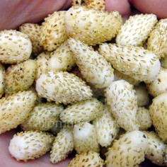 Fragaria alpinum 'Yellow Wonder' - Fraisier des Alpes