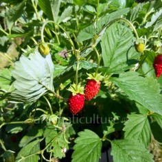 Fragaria vesca 'Mignonette' - Fraisier des bois