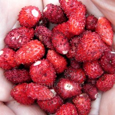 Fragaria vesca 'Ruegen' - Fraisier des 4 saisons