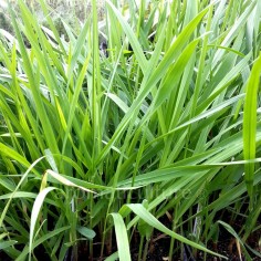 Hierochloe odorata - Herbe aux bisons