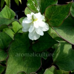 Houttuynia cordata 'Flore Pleno' - Coriandre des bois fleurs doubles