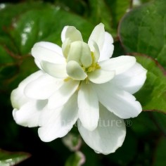 Houttuynia cordata 'Flore Pleno' - Coriandre des bois fleurs doubles 2