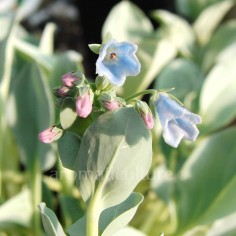 Mertensia maritima - Plante à huître, Huître végétale