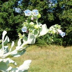 Mertensia maritima - Plante à huître, Huître végétale 2