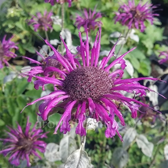 Monarda 'Saxon Purple' - Monarde