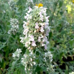Nepeta cataria - Cataire, Herbe à chats