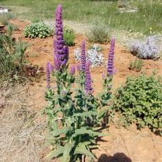 Nepeta tuberosa - Népéta tubéreux