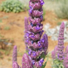 Nepeta tuberosa - Népéta tubéreux 2