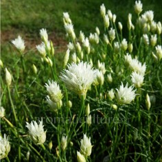 Allium schoenoprasum 'Elbe' - Ciboulette à Fleurs Blanches