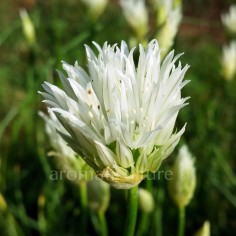 Allium schoenoprasum 'Elbe' - Ciboulette à Fleurs Blanches 2