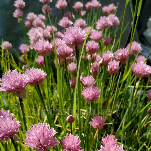 Allium schoenoprasum 'Rising Star' - Ciboulette à Fleurs Roses