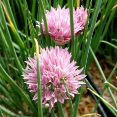 Allium schoenoprasum 'Rising Star' - Ciboulette à Fleurs Roses 2