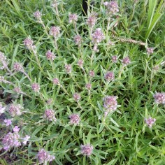 Thymus caespititius - Thym du Portugal