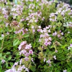 Thymus chamaedrys - Thym petit chêne
