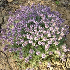 Thymus ciliatus - Thym cilié rampant, laineux 2