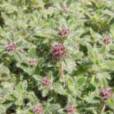 Thymus ciliatus - Thym cilié rampant, laineux