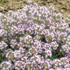 Thymus leucotrichus subsp. neiceffii - Thym gris rampant