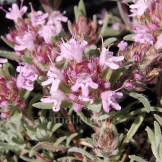 Thymus leucotrichus subsp. neiceffii - Thym gris rampant 2
