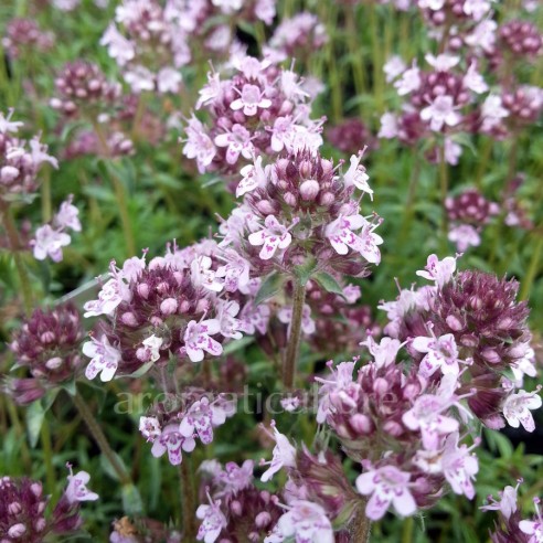 Thymus linearis - Thym rampant à feuilles linéaires