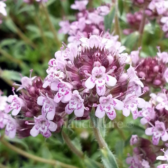 Thymus linearis - Thym rampant à feuilles linéaires