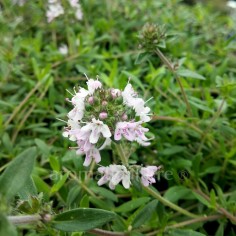 Thymus parnassicus - Thym du mont Parnasse