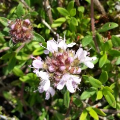 Thymus parnassicus - Thym du mont Parnasse 2