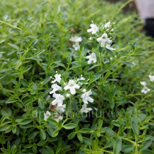 Thymus serpyllum var. album - Thym serpolet à fleurs blanches
