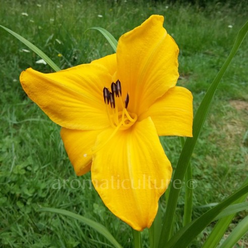 Hemerocallis 'Orange Prelude' - Hémérocalle fleur orange