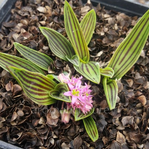 Ledebouria cooperi -  Ledebouria d'Afrique