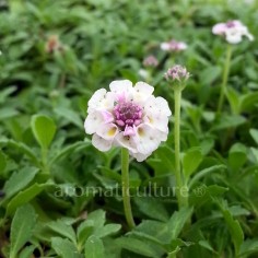 Phyla nodiflora - Verveine couvre-sol 2