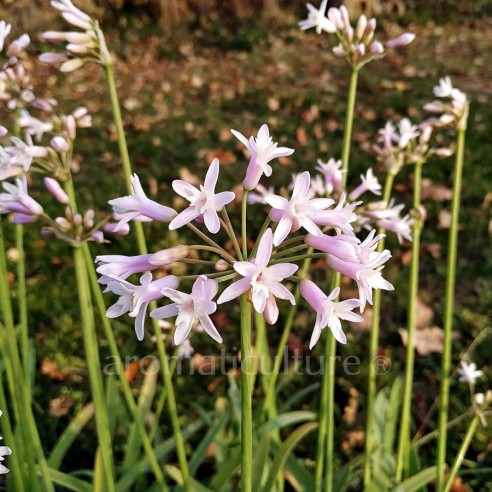 Tulbaghia simmleri - Tulbaghia
